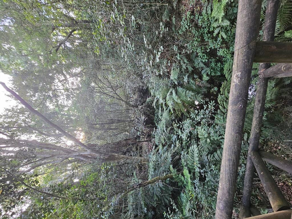 Picnic Amongst Nature