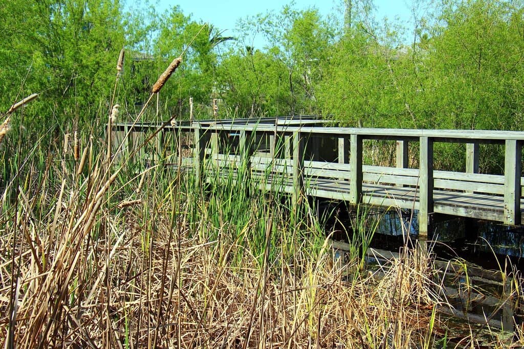 Birdwatching Boardwalk