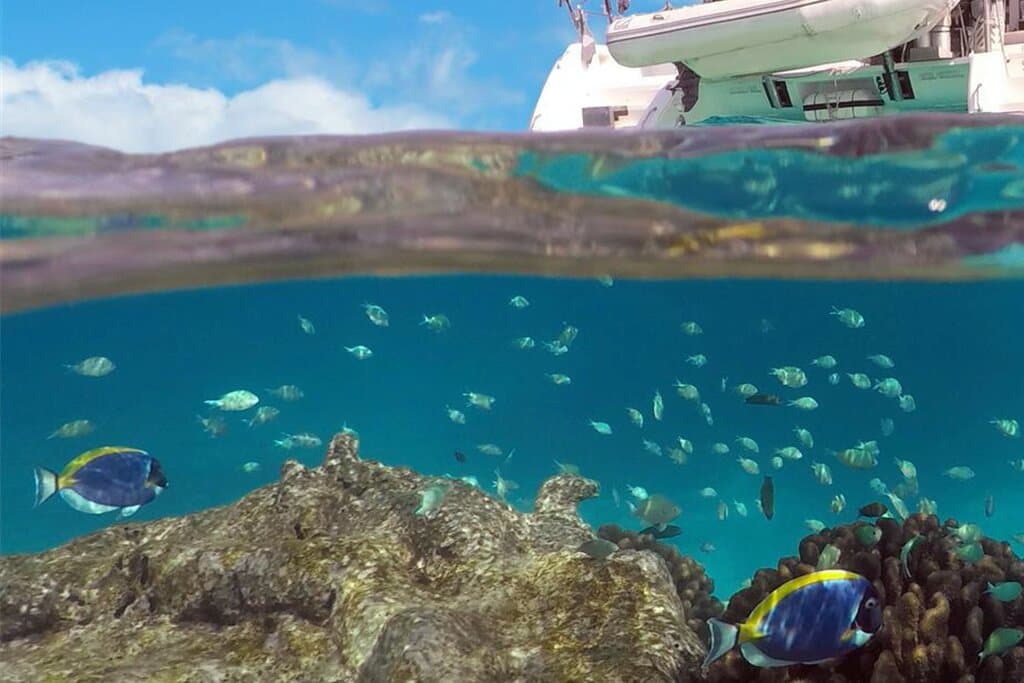 Denarau Fishing Charters