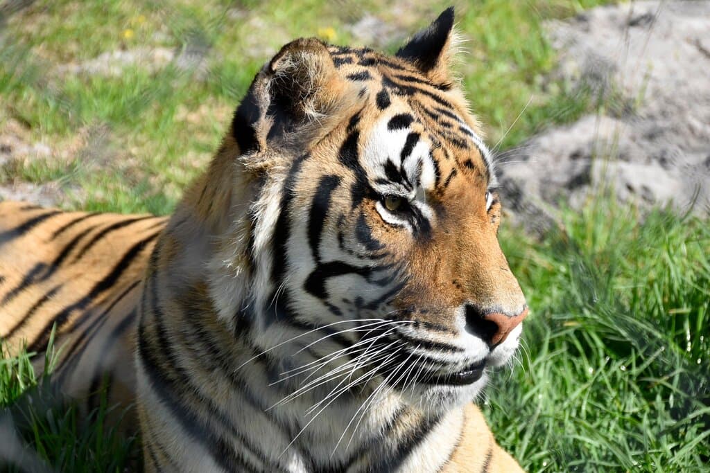 Panthera Africa Big Cat Sanctuary Stanford