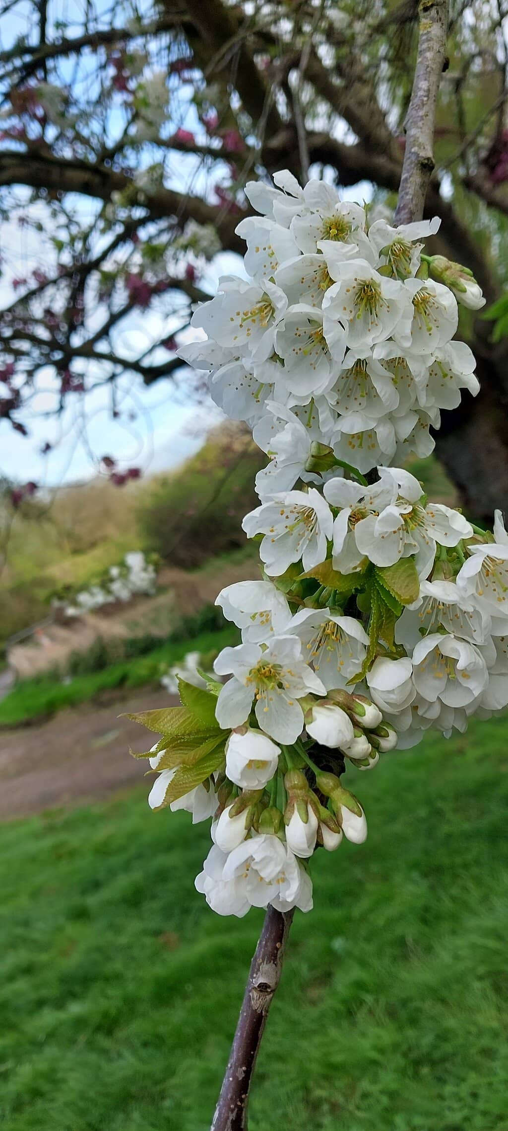 Wildlife Feeding Station