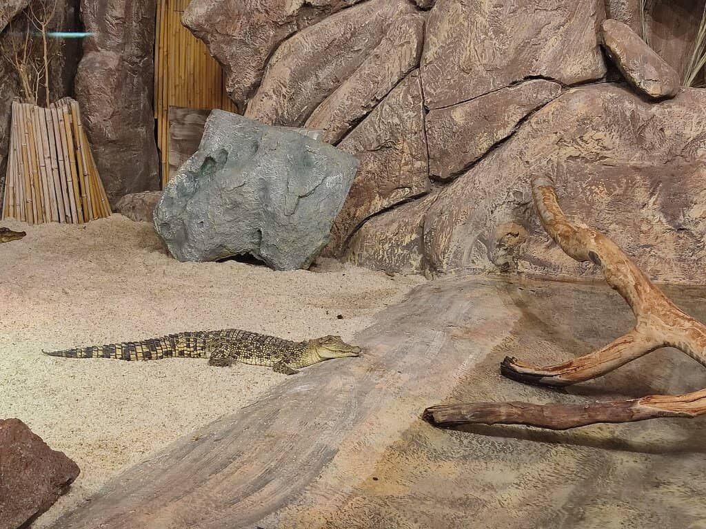 Reptile House Wonders