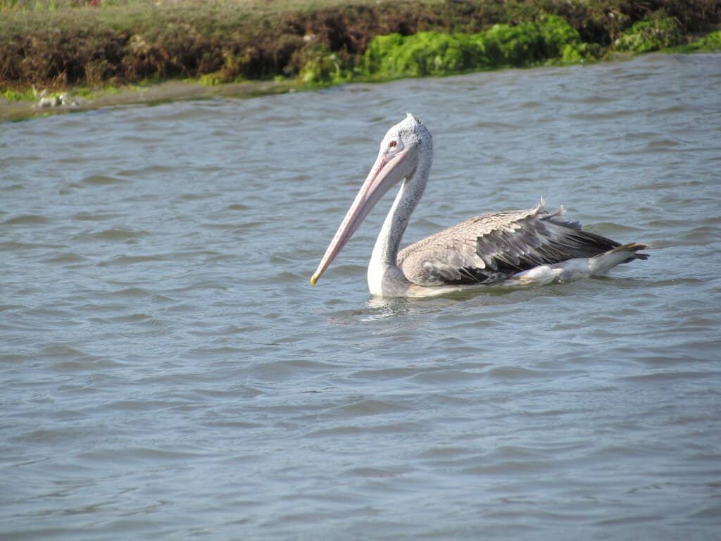 Flamingo Spectacle