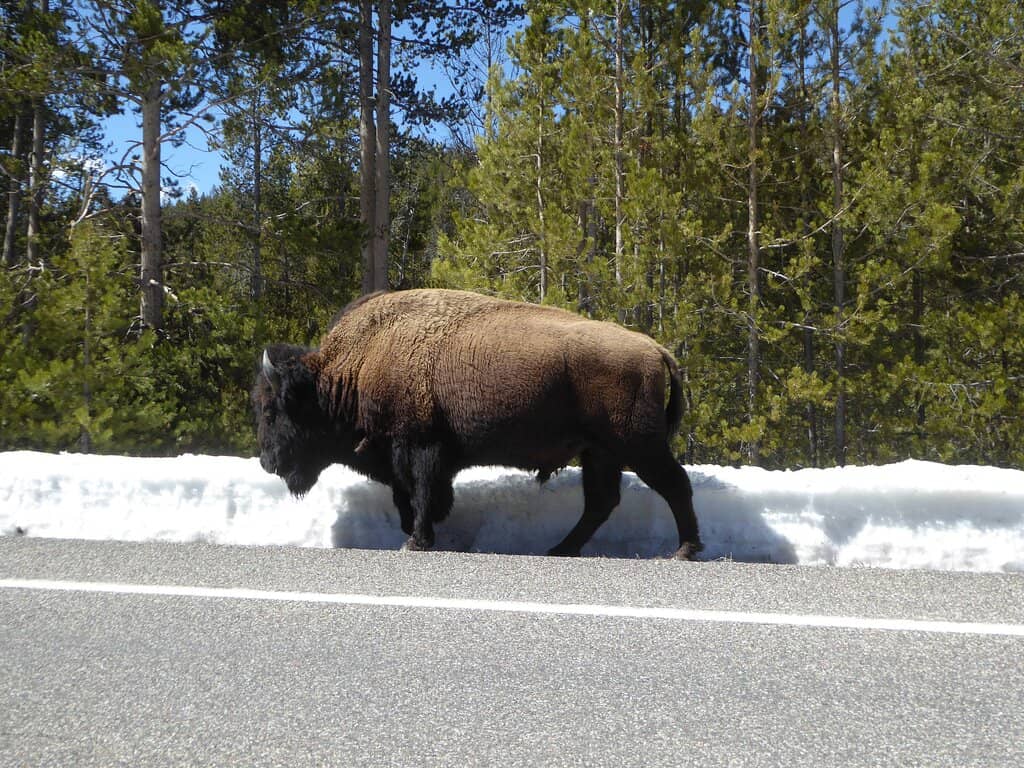 Grand Prismatic Spring