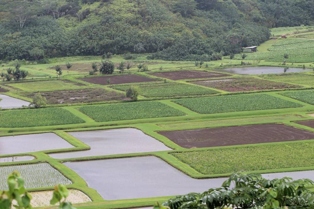 Taro Fields