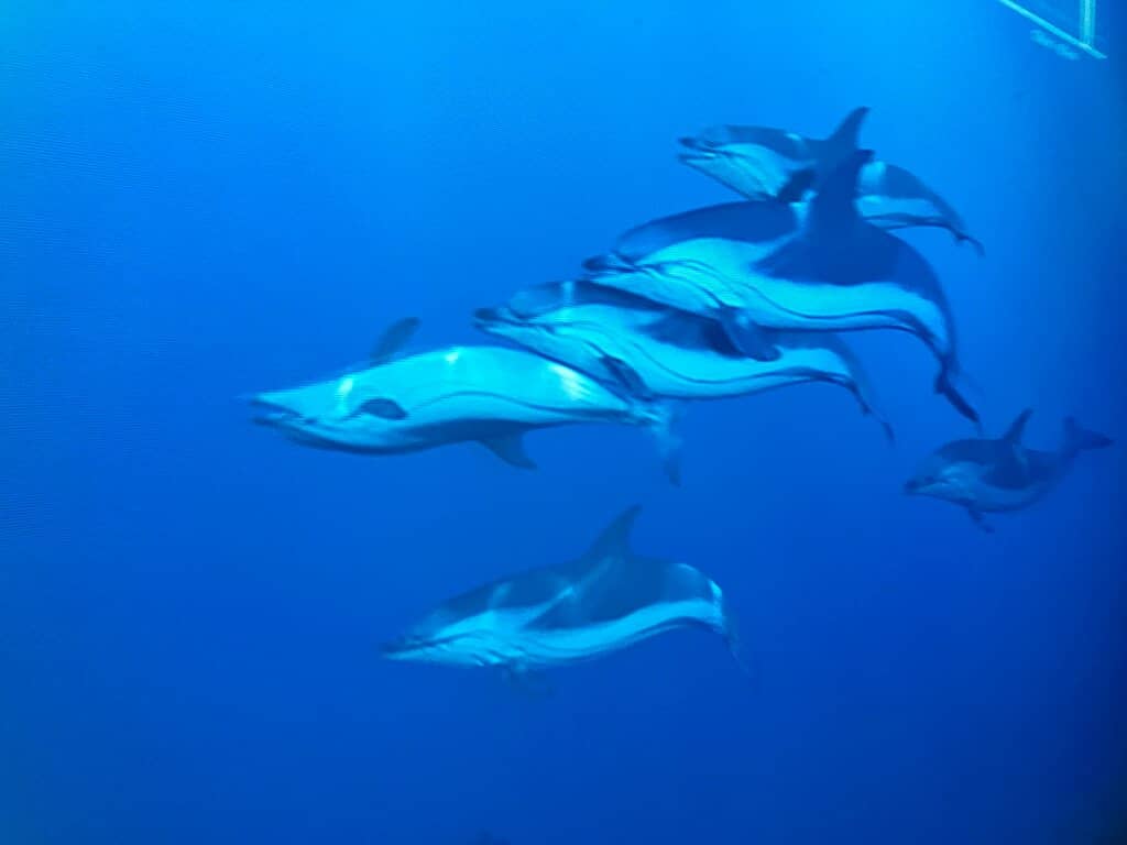 Interactive Marine Museum