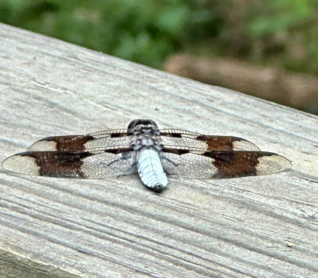 Marsh Walks & Wildlife Viewing