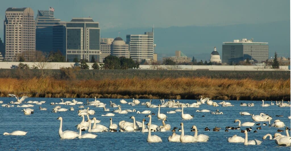 Swans in the Yolo Bypass Wildlife Area with the Sacramento city skyline in the background. Photo courtesy of Dave Feliz.