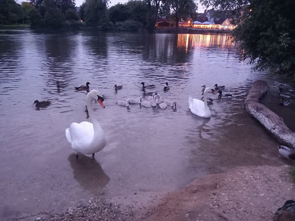 Fordingbridge Riverside Park
