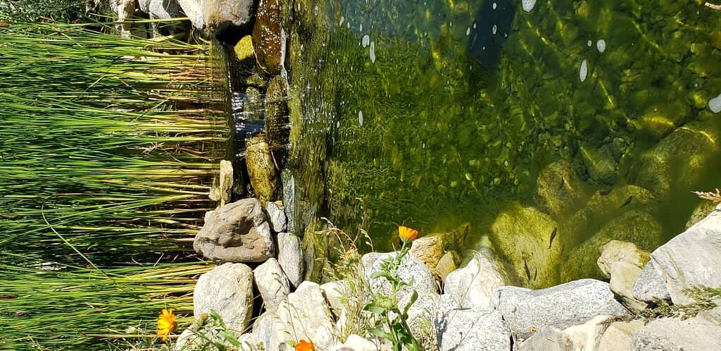 The Tranquil Lake