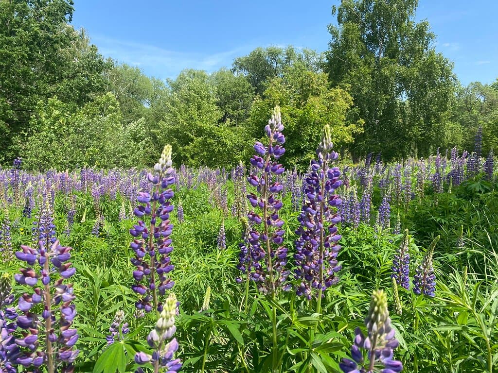 Samara University Botanical Garden