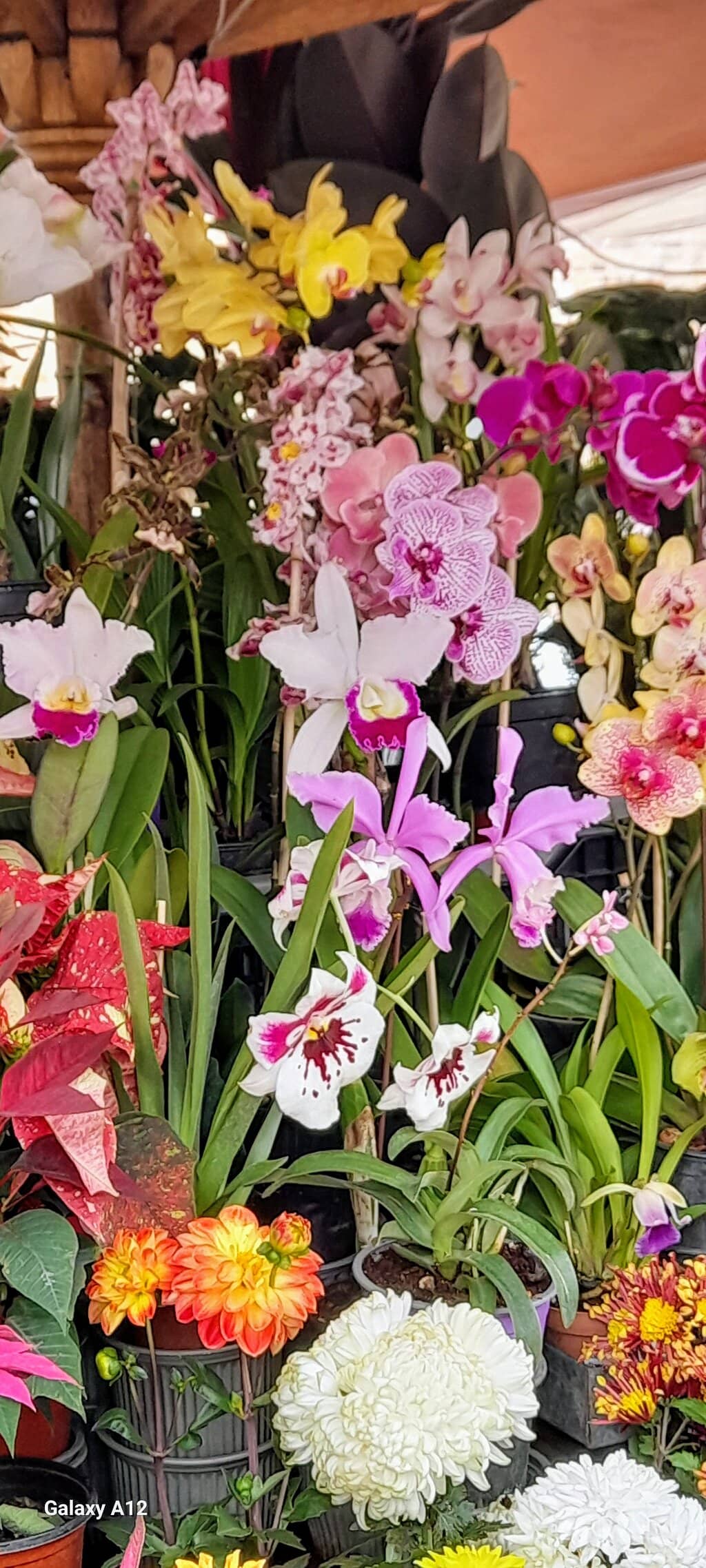 A Symphony of Flowers