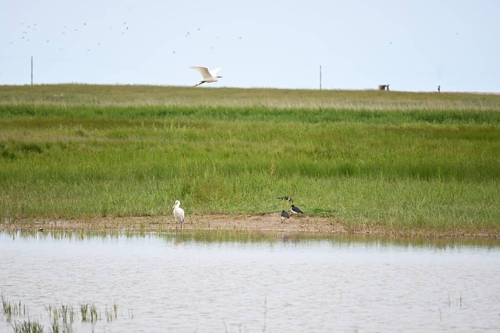 Bird Hides