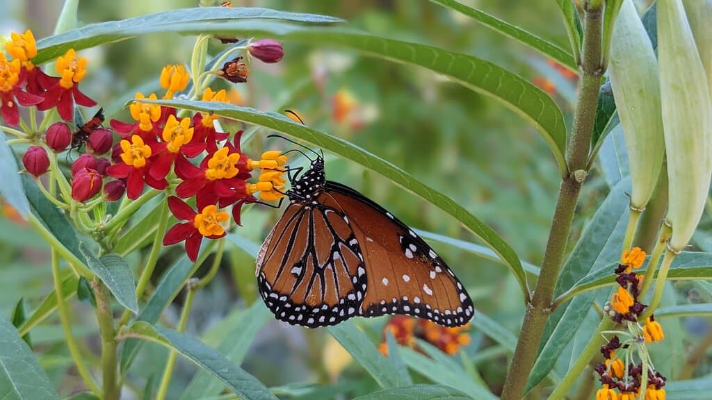 Queen butterfly with milkweed