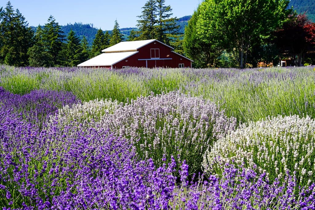 Almost full bloom in mid July