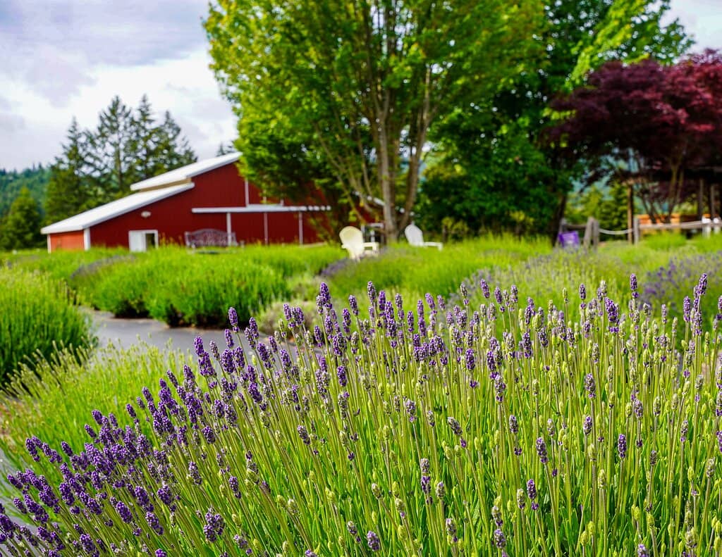 Lavender Ice Cream