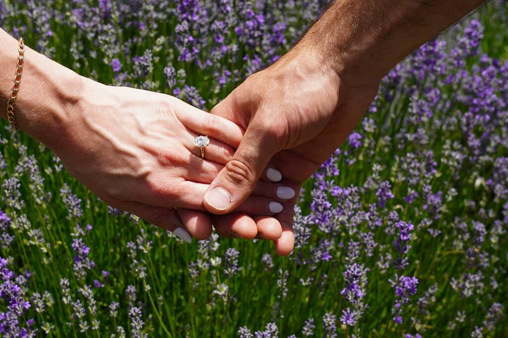 U-Pick Lavender