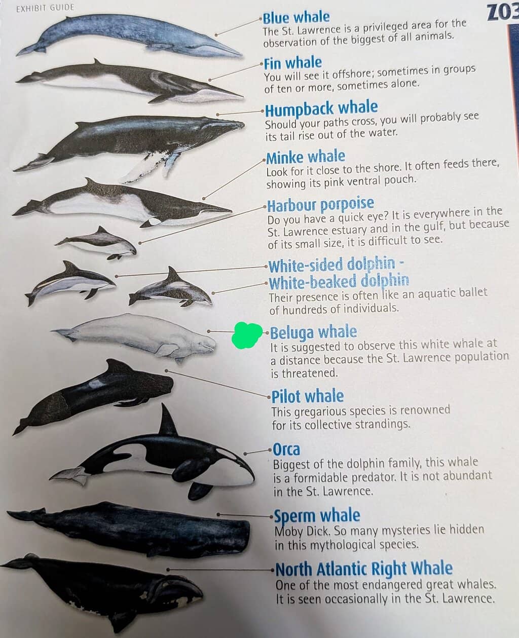 Giant Whale Skeletons