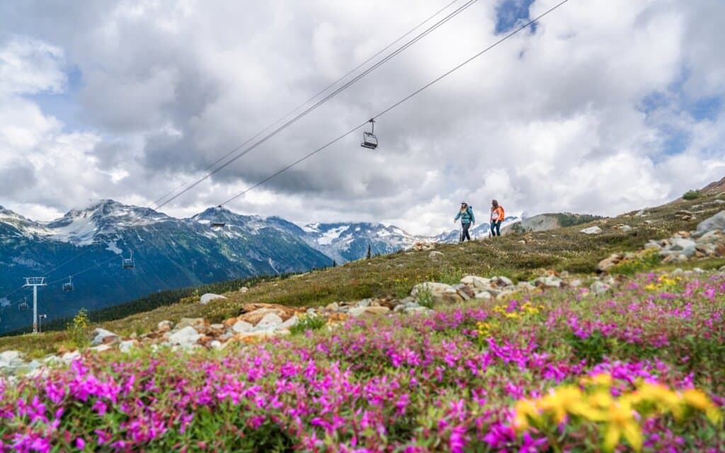 Hikers walking through alpine wildflowers