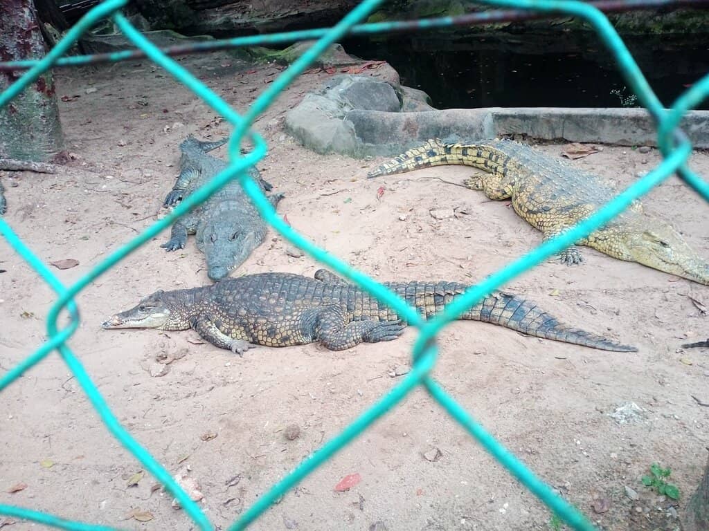 The Mighty Crocodile Farm