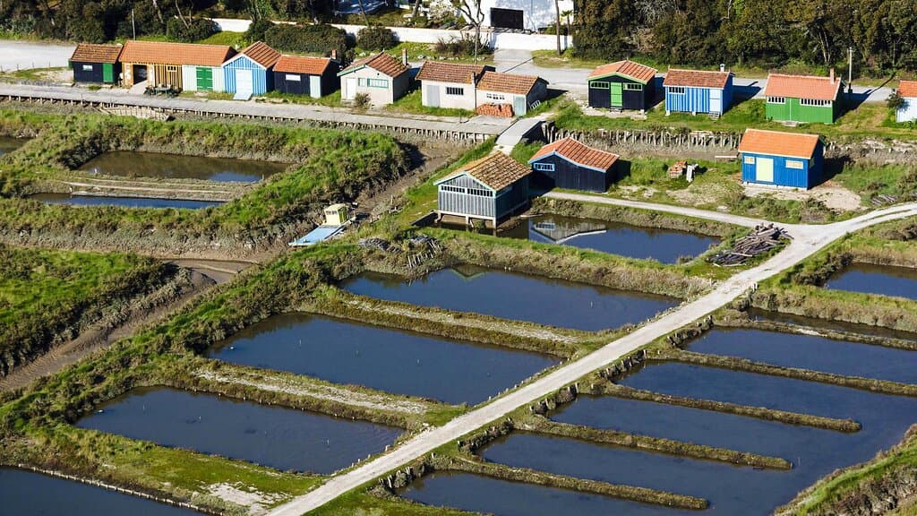 Fort Royer Oyster Site