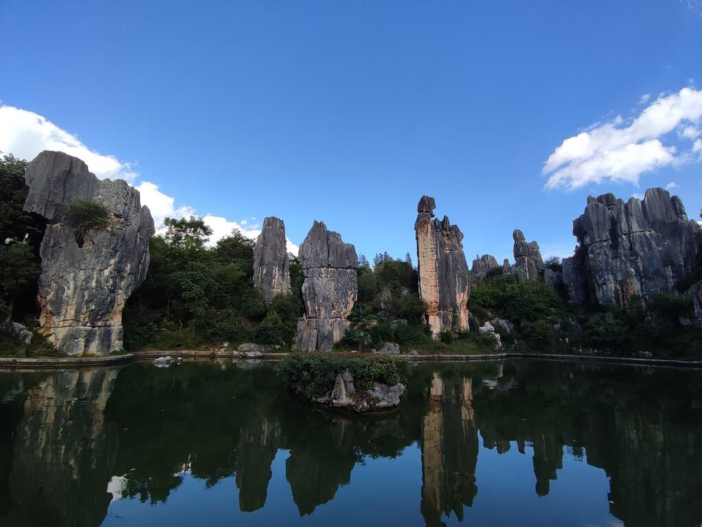 Stone Forest Monodendri