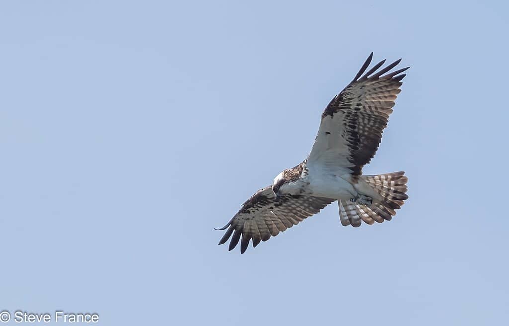 Diverse Hide Network