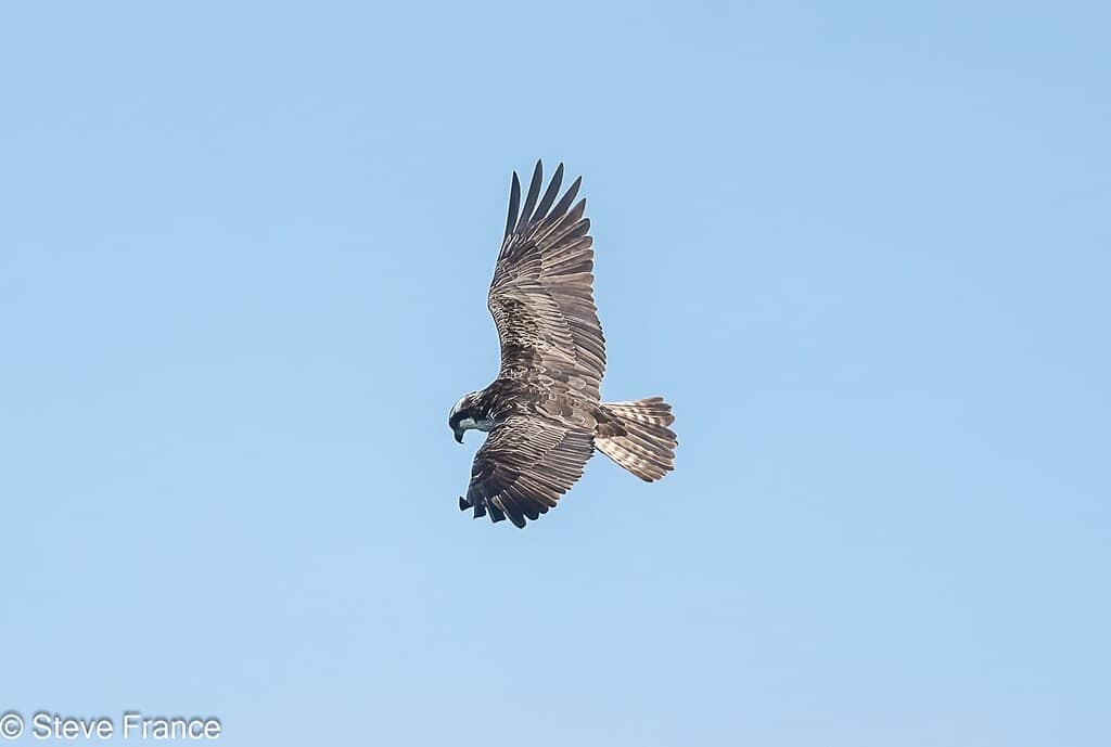 Egyptian Geese Family
