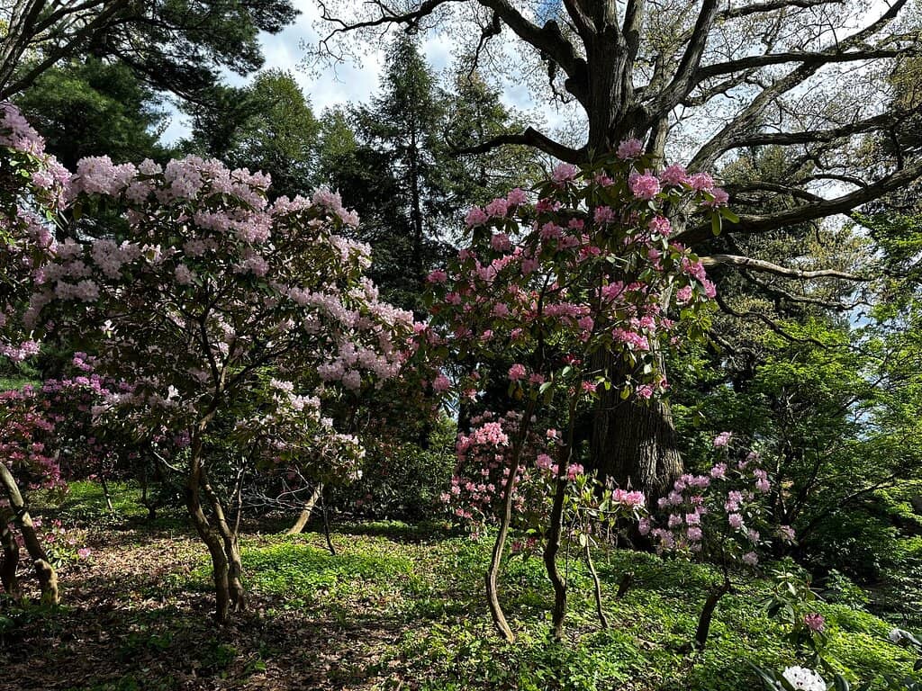 Olmsted's Design