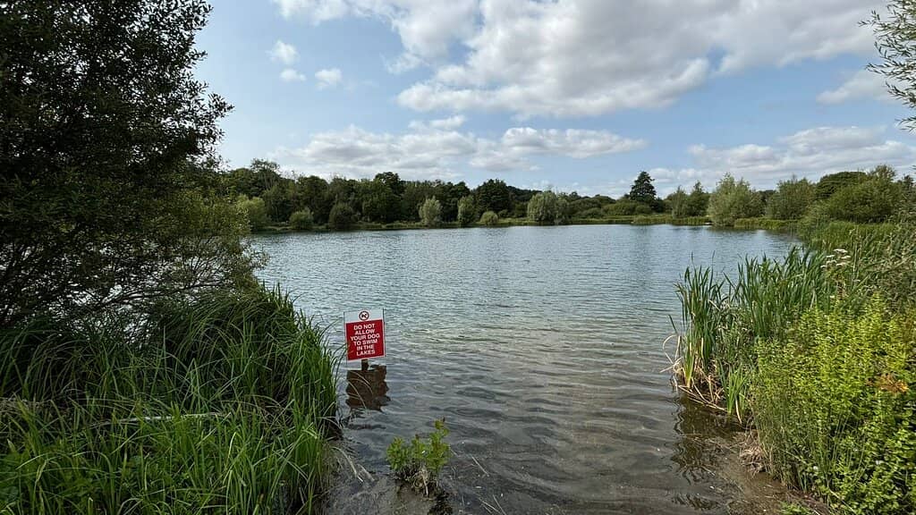 The Magnificent Oak Tree