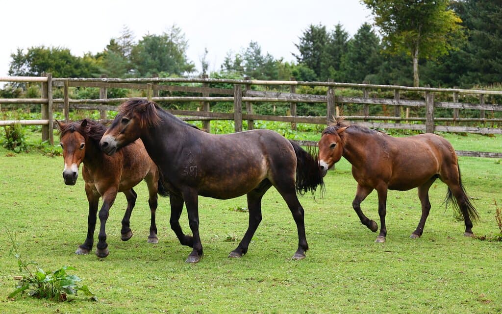 Exmoor Pony Centre