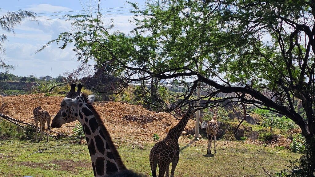 Haller Park Mombasa