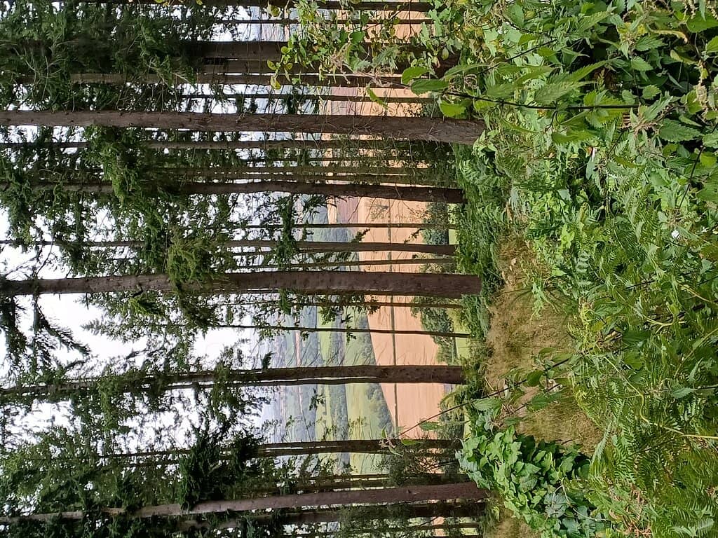 Ancient Woodland Trails