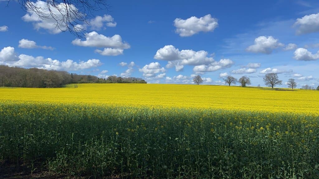 Mardley Heath