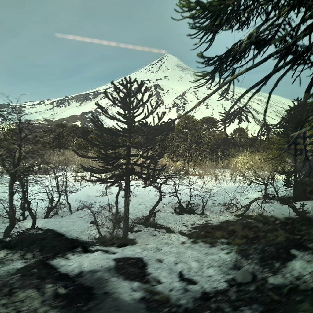 Ancient Araucaria Forests