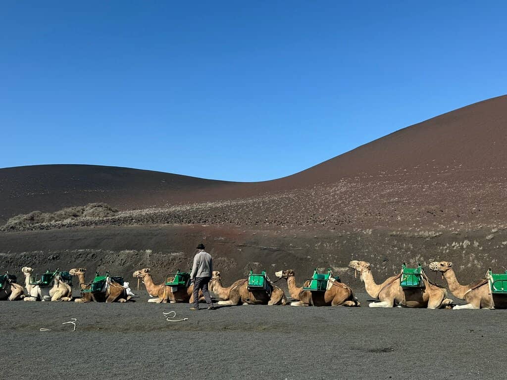 Camel Ride Through Volcanic Landscapes