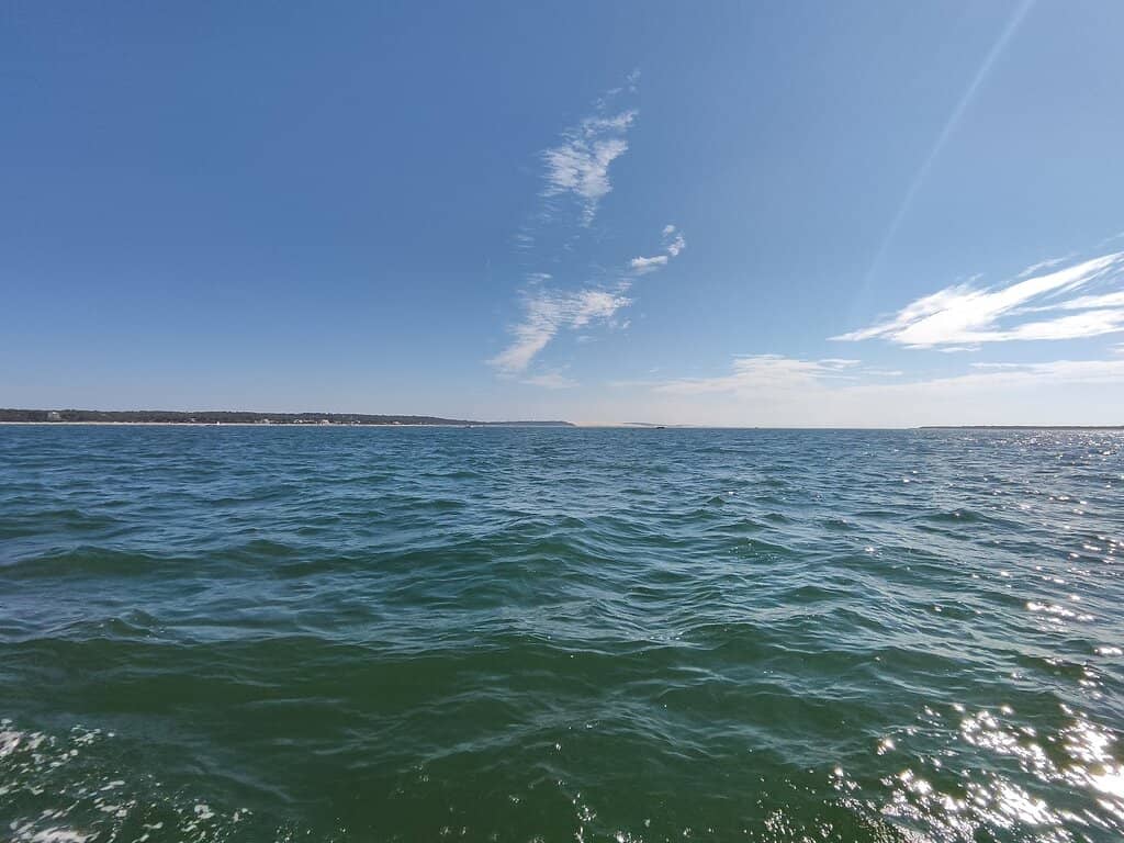 Thousands of Seabirds