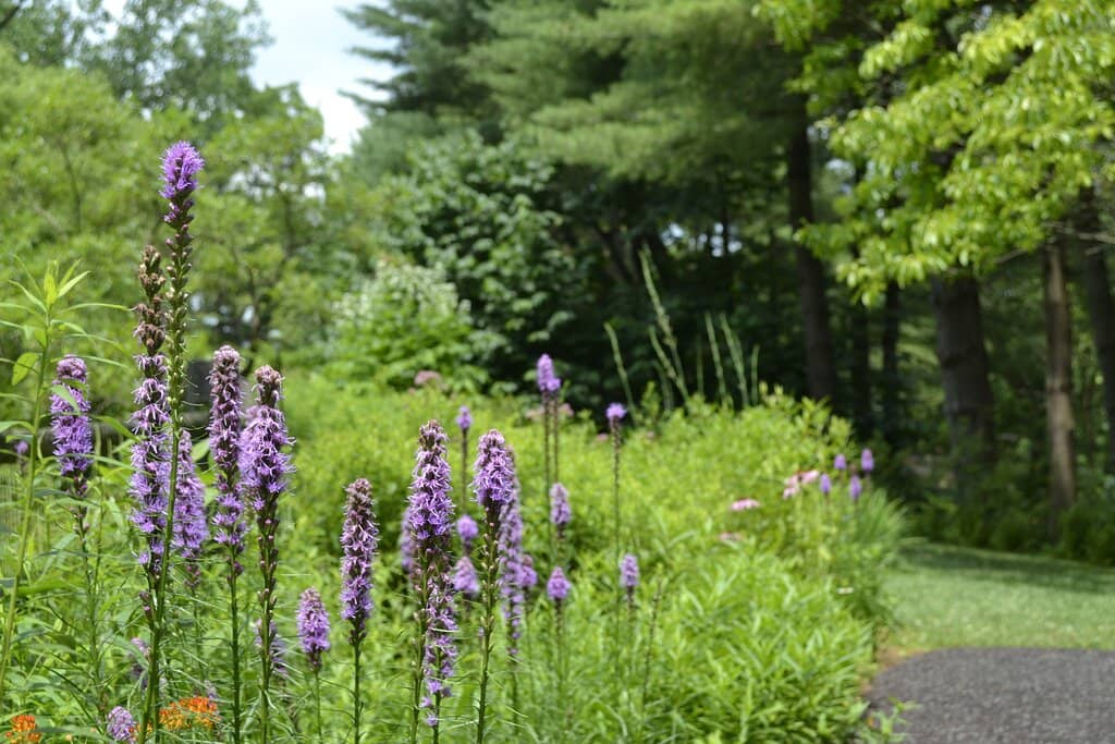 Woodland Trails