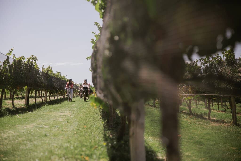 Vineyard Views