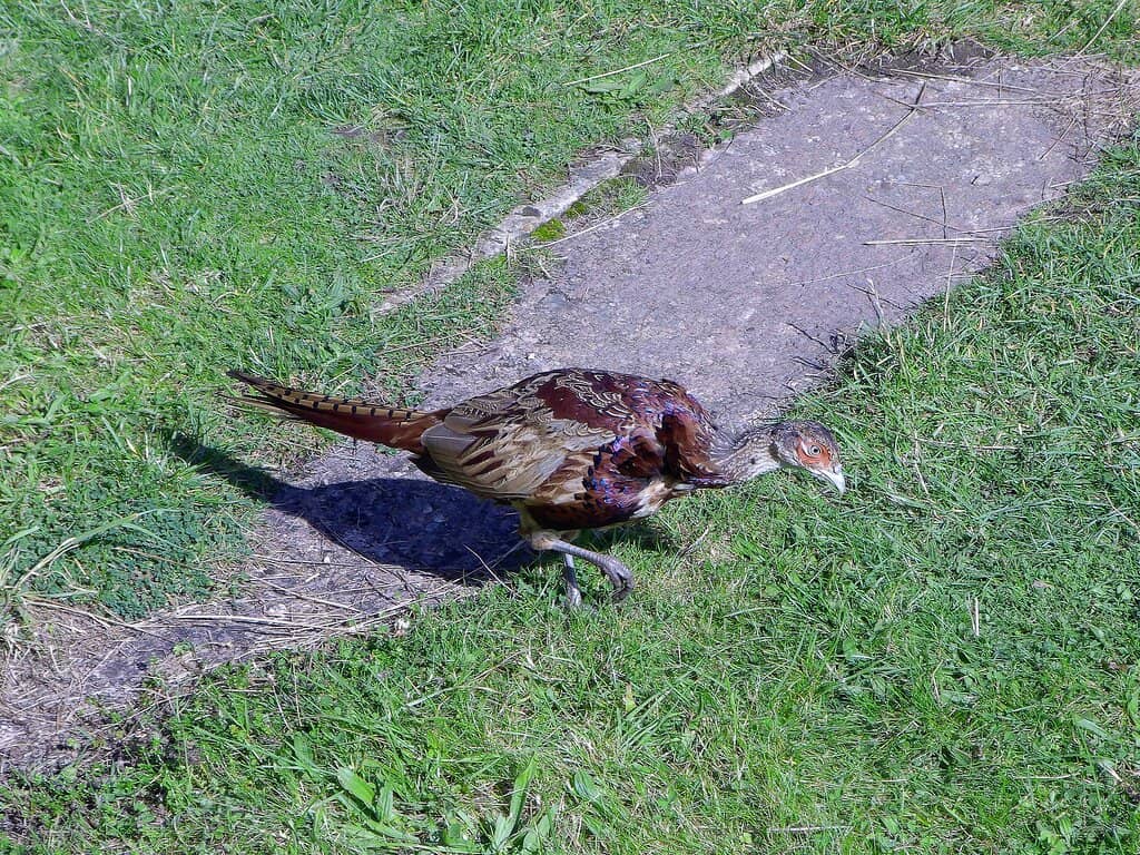 Victorian Discovery Museum
