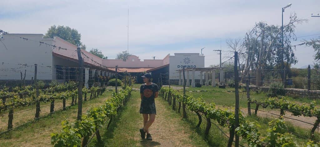 Vineyard Ambiance