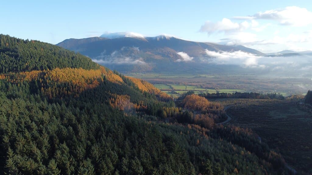 Whinlatter Forest in autumn