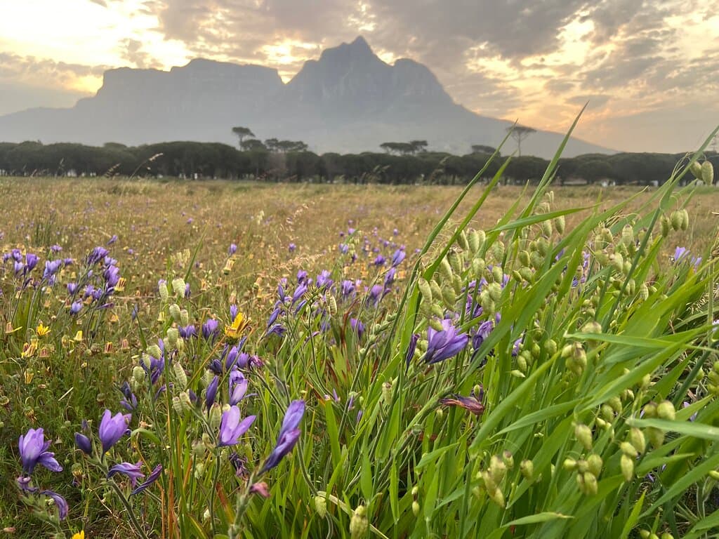 Rondebosch Common