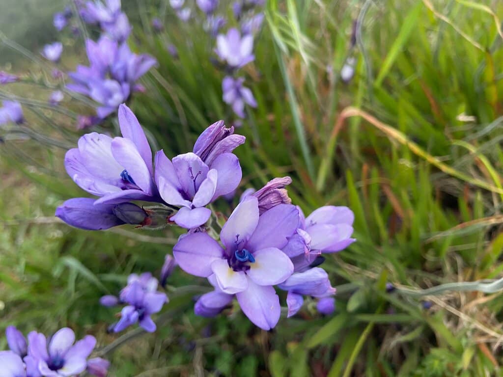 Fynbos Flora