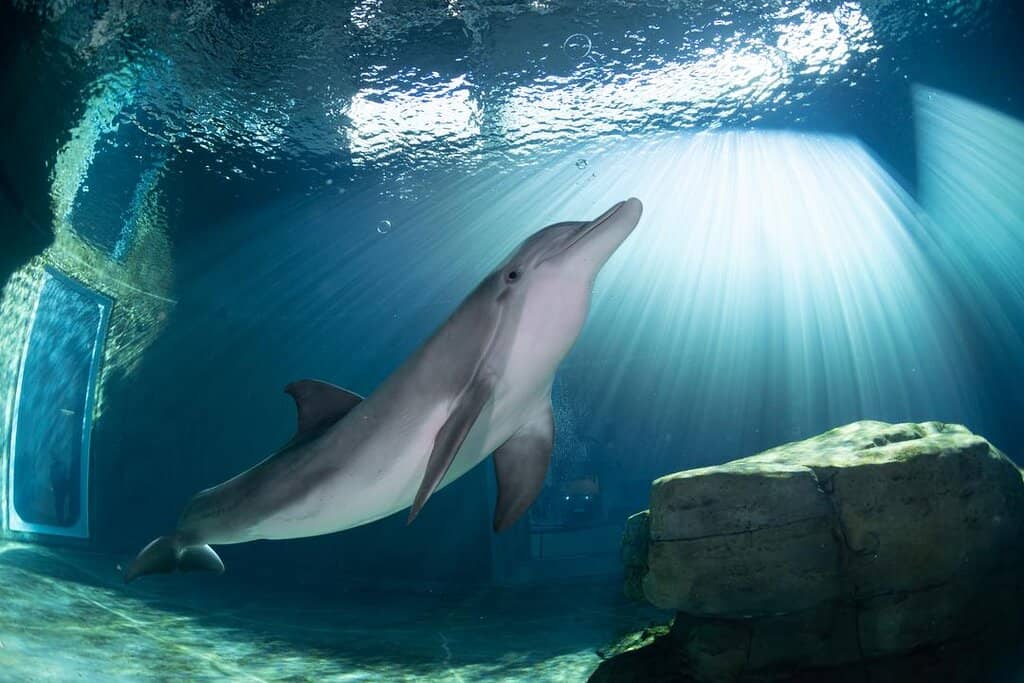 Interactive Animal Encounters