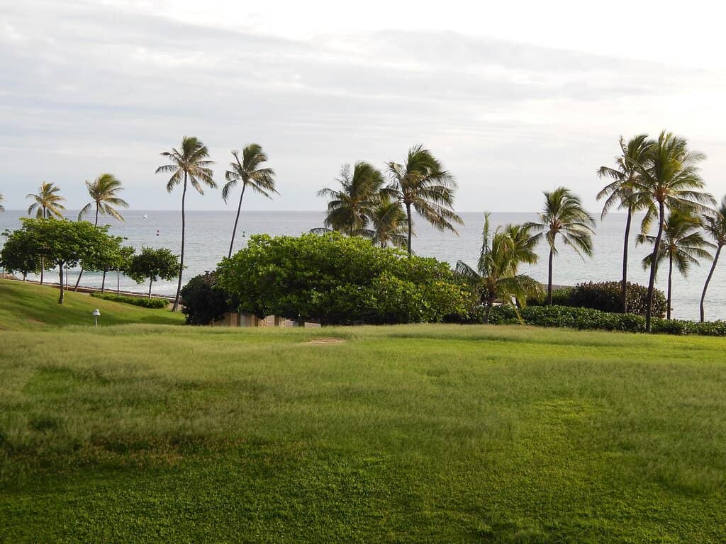 The Kaka'ako Cat Colony