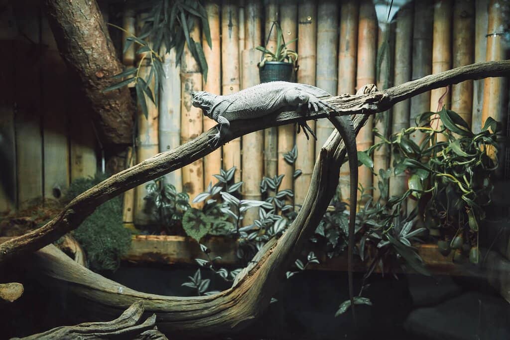 Tropical Rainforest Immersion