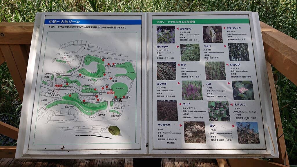 Cherry Blossom Season