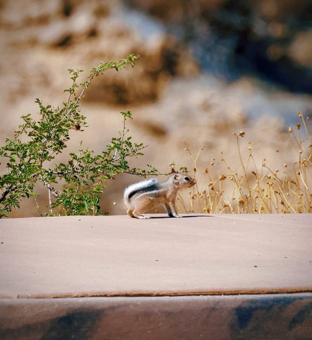 Lost Palms Oasis Trail