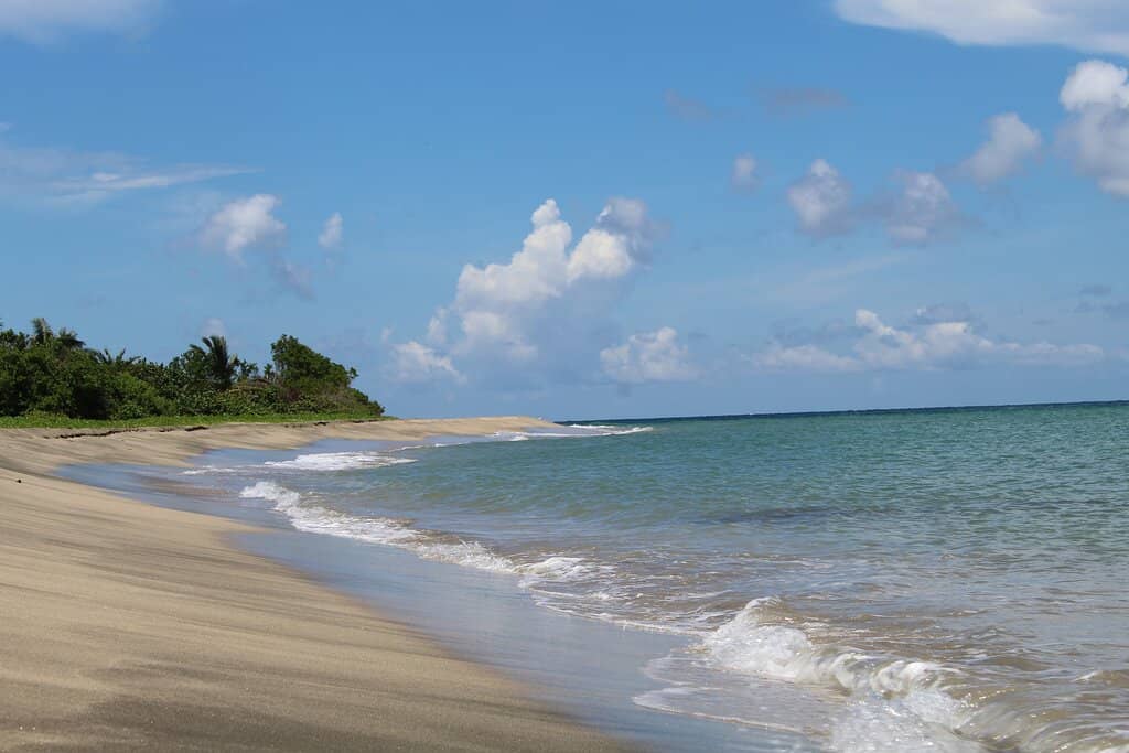 Leatherback Turtle Nesting